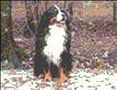 Bernese Twan